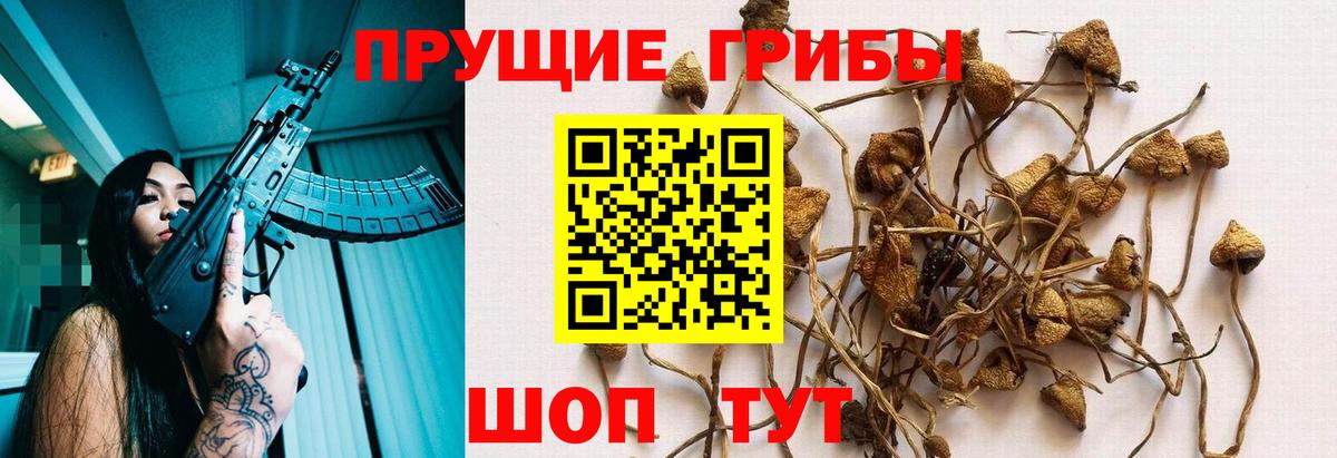Переславль-Залесский  наркотики  Вход с VPN  Псилоцибиновые грибы мицелий 